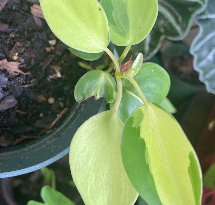 Brazilian pothos plant with bright green heart-shaped leaves on a vine