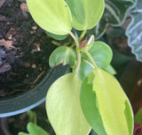 brazilian Pothos plant,brazilian Pothos plant Orchids