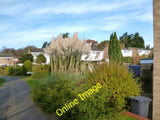 Photo 6x4 Pampas Grass, Caversham Park Village Reading This area has been c2013 Pampas Grass