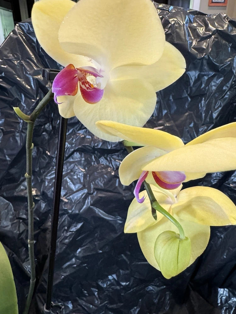 Yellow Phalaenopsis orchid plant with purple-centered blooms on green stems