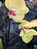 phalaenopsis orchid plants for sale Orchids