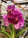 (698)  V.Kultana Brown x V.Gordon Dillon     BS Orchids