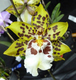 (503-2)Onc.Dorothy wilson 'Golden Gate'       FS Orchids