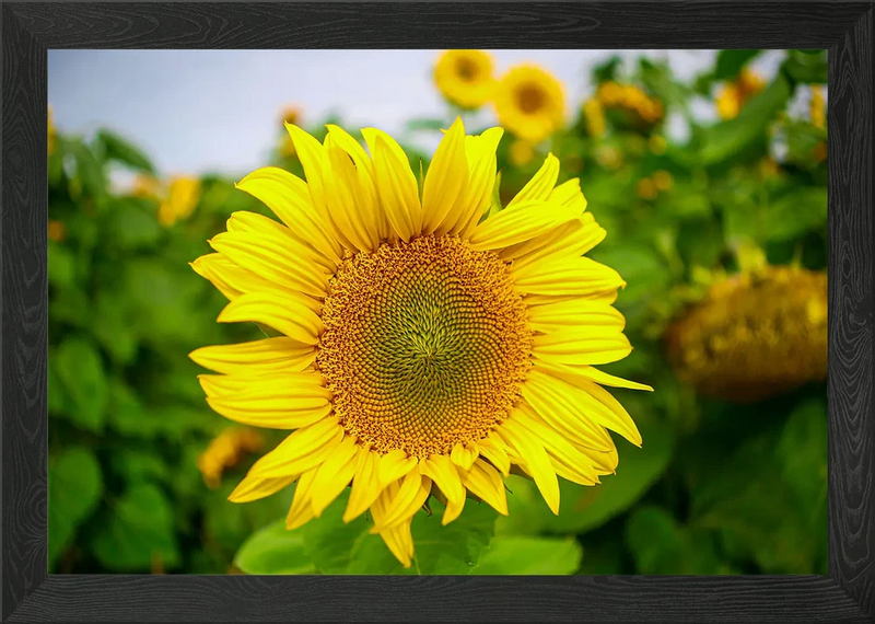 Yellow Sunflower Flower Framed Wall Art Poster Canvas Print Picture Sunflower