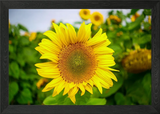 Yellow Sunflower Flower Framed Wall Art Poster Canvas Print Picture Sunflower
