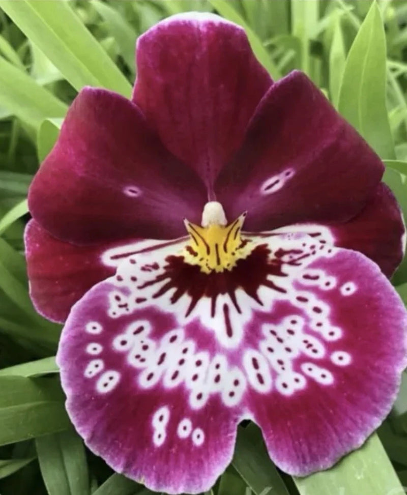 Miltoniopsis Tome Yokohama 'Golden Gate Orchids