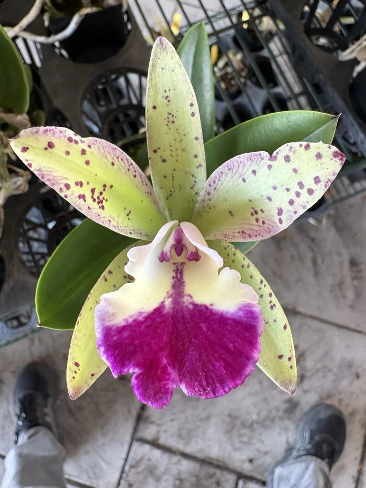 Orchid flower with pale green leaves and magenta-purple speckled petals