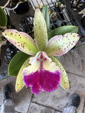 Bc. Walter August ÔPink FrecklesÕ x Rlc. Bengal Baby ÔGolden LeopardÕ - BS Orchids