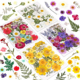 Botanical Pressed Flower Set Ð Real Dried Flowers & Leaves for Resin Art, Scrapb Dried Flower