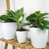 Automatic Self Watering Round Plastic Plant Flower Pot Garden Decors Home Office Garden Plants