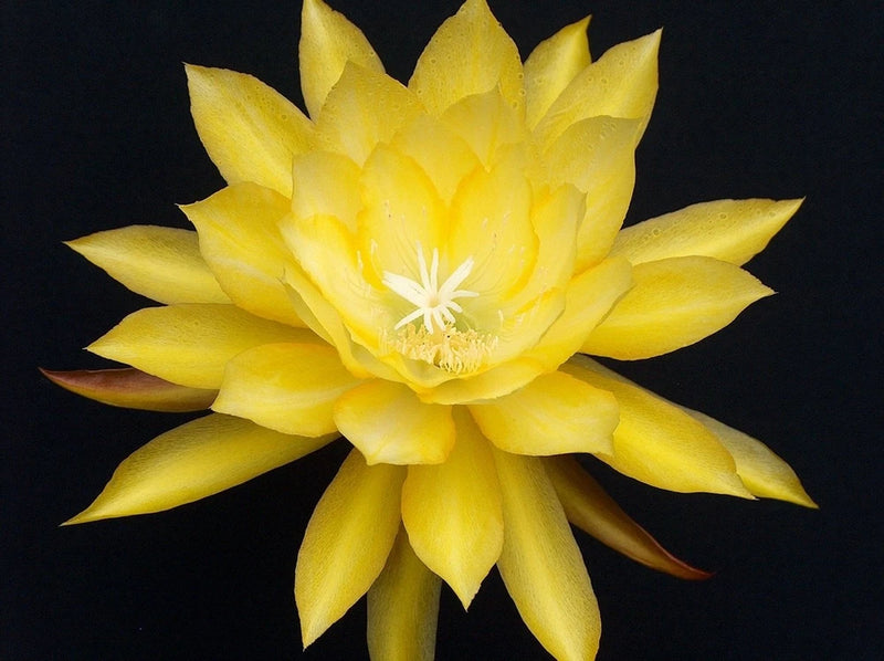 Yellow orchid cactus bloom with layered petals and pale center stamens