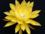 Epiphyllum, Orchid Cactus " CAREER GIRL ", Don's Quart pots APRIL/1 Orchids