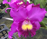 Chz. Hsinying Pink Doll 'Pink Doll' BM/TOGA. Blooming size awarded cattleya 4