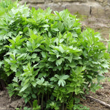 Lovage Seeds (Levisticum officinale) ~Culinary Herb Pollinator Attractor Garden Garden Plants