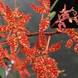 Renanthera Wynn Pheeters x Ren. Maui Ruby Orchids