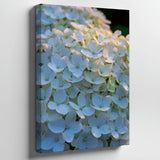 Close-up Composition Of Delicate White Hydrangea Flowers Wall Art Canvas Print Hydrangea