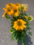 Rooted Sunbeckia Black Eyed Flowers Yellow for garden landscape Garden Plants