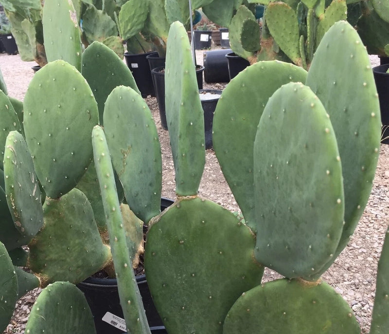 SPINELESS PRICKLY PEAR Cactus Plant - HARDY! NOPALES CACANAPA - 2 or MANY Pads! Green Plant