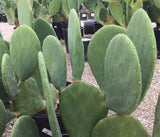 SPINELESS PRICKLY PEAR Cactus Plant - HARDY! NOPALES CACANAPA - 2 or MANY Pads! Green Plant