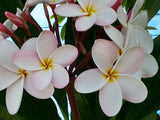 Rare Plumeria. One Slaughter Pink plumeria cuttings 8 to 14 inches tall. Flowering Plants