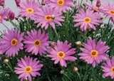 200+ Purple Marguerite Daisy Seeds for Garden Planting - USA - FREE SHIPPING! Garden Plants