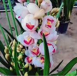 Cymbidium sp. ____  