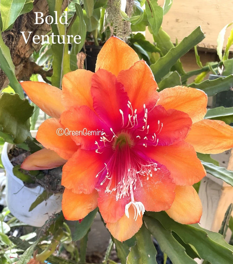 Orange-red Epiphyllum orchid cactus bloom with green stems and surrounding buds