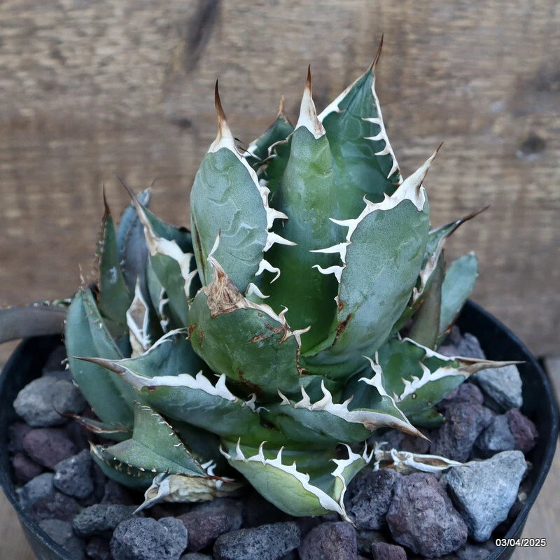 D168 AGAVE TITANOTA pot18-H13-W13 cm MaMa Cactus Green Plant