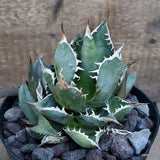 D168 AGAVE TITANOTA pot18-H13-W13 cm MaMa Cactus Green Plant