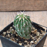 D6580 EUPHORBIA COLUMNARIS pot7-H4,5-W3,5 cm MaMa Cactus Green Plant