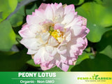 5 Rare Seeds| Peony Lotus Seeds - Indian Lotus (Nelumbo nucifera) Seeds Garden Plants