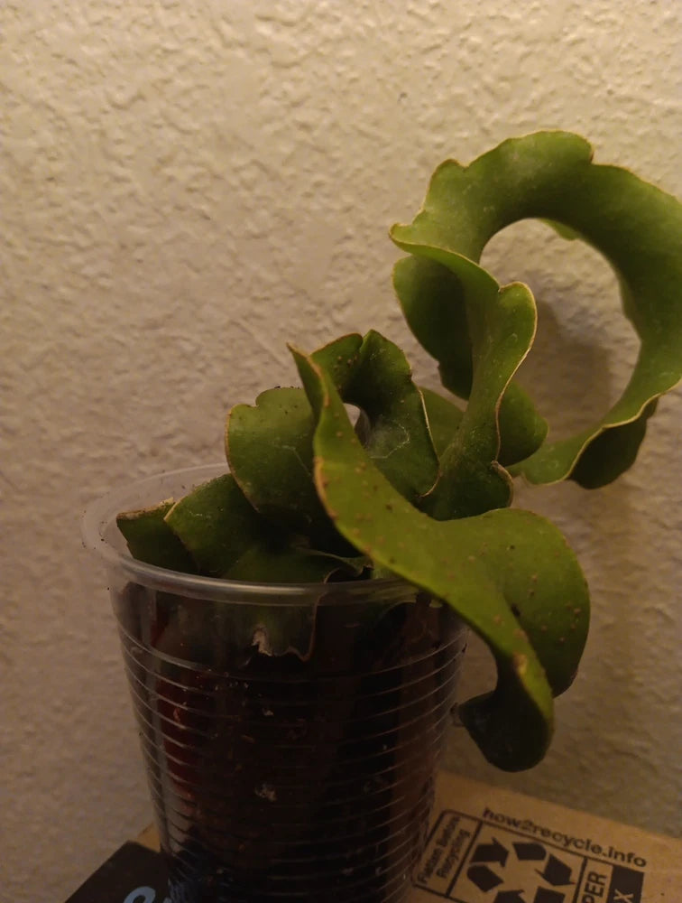 Curly Locks orchid cactus succulent in black ribbed pot, green wavy stems