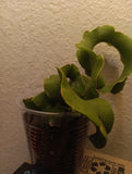 Epiphyllum Curly Locks Orchid Cactus Succulent Plant Full Rooted Orchids