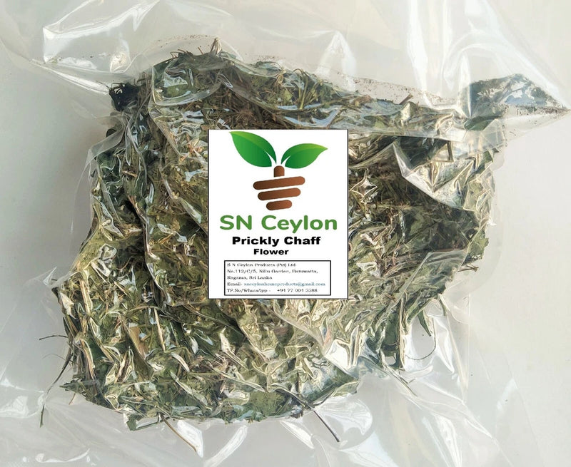 Achyranthes aspera L. Prickly Chaff Flower Gas karalheba Whole Dried Plant  750g Flowering Plants