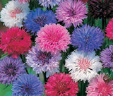 CORNFLOWER POLKA DOT MIXED COLORS DWARF Centaurea Cyanus - 3,000 Bulk Seeds Garden Plants