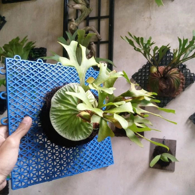 Platycerium Ridleyi (Staghorn Fern) Beautiful Plant Rare Unique Flowering Plants