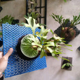 Platycerium Ridleyi (Staghorn Fern) Beautiful Plant Rare Unique Flowering Plants