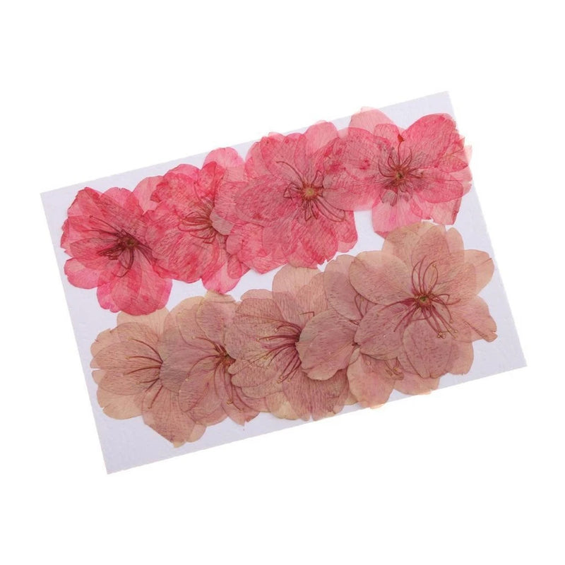 Pressed dried sakura flowers set on sheet, mixed pink and peach blossoms