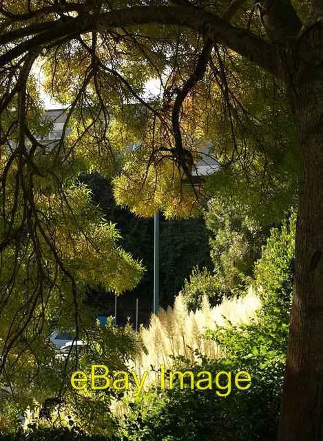 Photo 6x4 Tree and pampas grass, Trematon Avenue, Torquay There are a row c2008 Pampas Grass