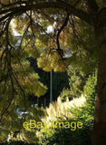 Photo 6x4 Tree and pampas grass, Trematon Avenue, Torquay There are a row c2008 Pampas Grass