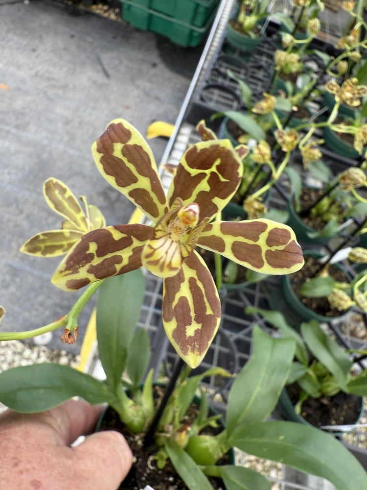 Grammatophyllum Scriptum DWARF FORM  Mini Mutant Ever Blooming Orchid Plant Orchids