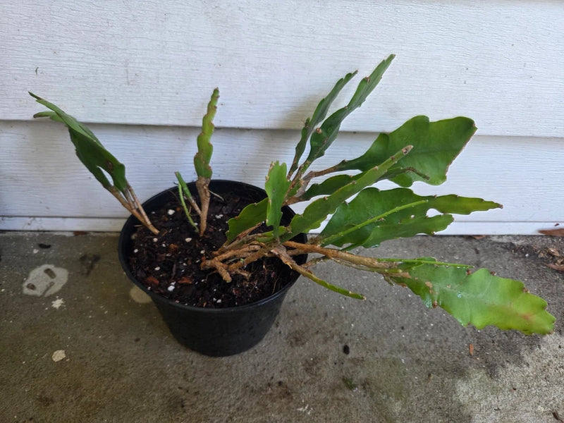 Rooted Epiphyllum orchid cactus plant in black pot with flat green pads