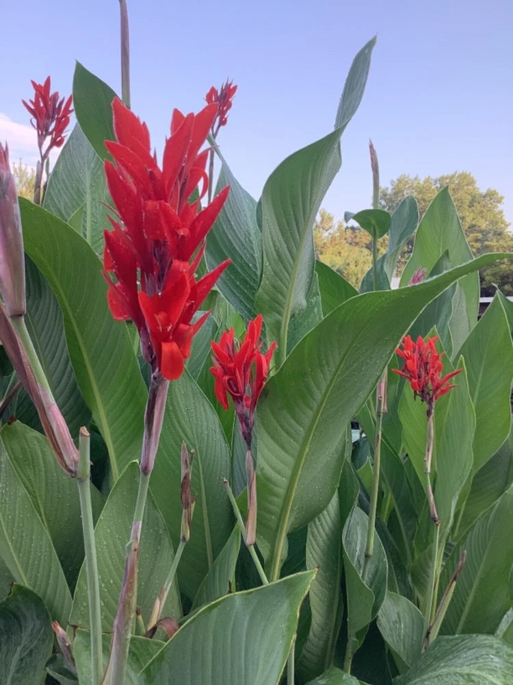 Canna lily plants with red flower spikes and green leaves