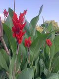 Canna Bulbs Red Jumbo Plants Tall  Plants Lot Of (3) Green Leaf Lily Rhizomes Lily