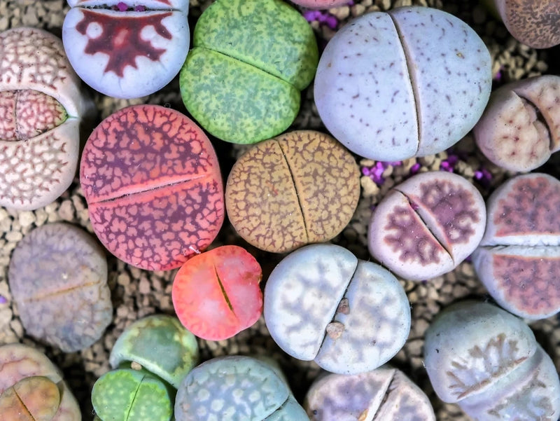 10 LIVING STONE / LITHOPS Mixed Colors Pebble Houseplant Flower Seeds Flowering Plants