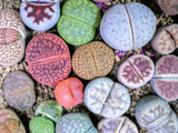 10 LIVING STONE / LITHOPS Mixed Colors Pebble Houseplant Flower Seeds Flowering Plants