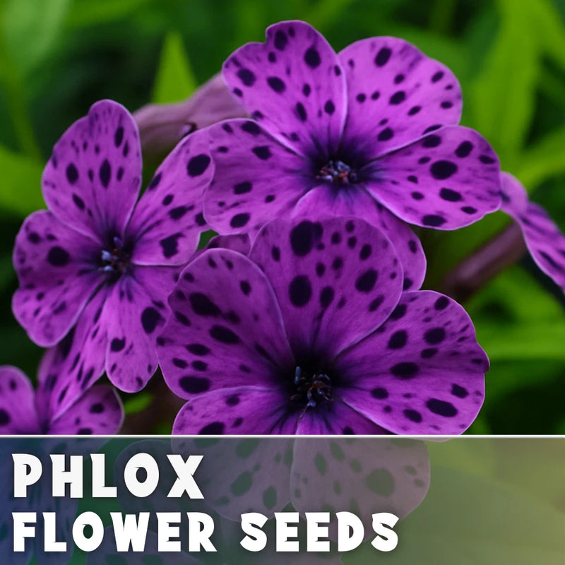 Phlox Seeds - 125 Seeds - Amethyst Breeze - Garden Bloom Annual Flower Seeds Flowering Plants