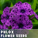 Phlox Seeds - 125 Seeds - Amethyst Breeze - Garden Bloom Annual Flower Seeds Flowering Plants