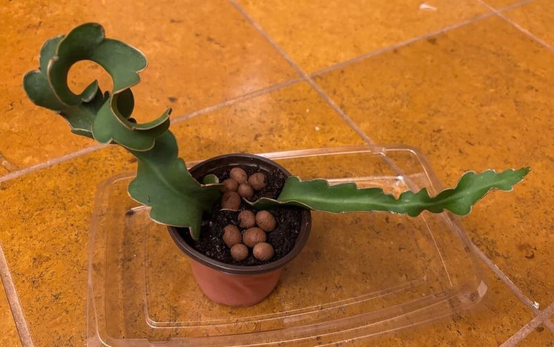 Curly orchid cactus live plant in small pot with curled green leaf segments