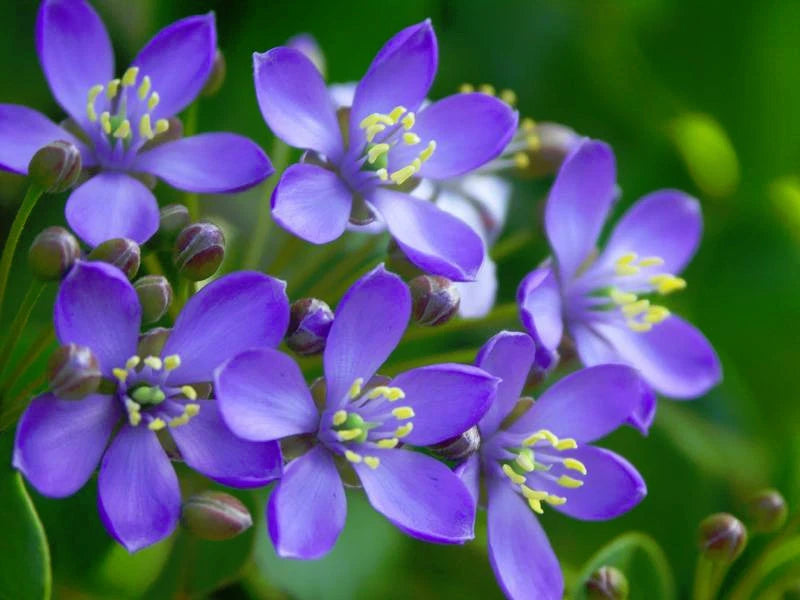 lignum vitae Guaiacum sanctum Exotic lathe hard wood bonsai rare seed 50 seeds Orchids